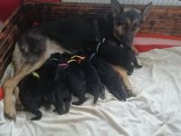 Verkaufe Deutsche Schäferhundwelpen