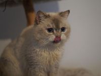 BKH Britisch Kurzhaar Männlich