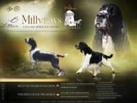English Springer Spaniel Welpen im VDH