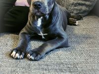 Pascha *Amstaff Blue Line * 3 Monate