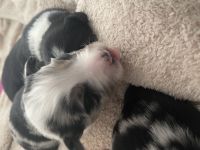 Wunderschöne Mini Australien Shepherd Welpen