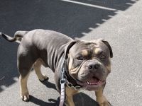 American Bully Deckrüde Blueline tricolor blue tri