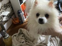 Kleinspitz Junge 8 Mon sucht Traumzuhause