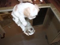 3 süße Welpen suchen ab Ende März ein zuhause