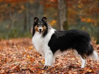 Amerikanischer Collie Deckrüde Tricolor wf