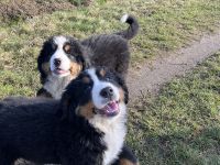Berner Sennenhund reinrassig - 4 Welpen abzugeben