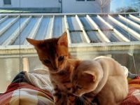 Zwei Bengalkätzchen mit Komplettausstattung