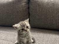 BKH Kitten Lilac und Silver Blue