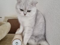 Reinrassiger Bkh Kater mit Stammbaum