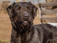 Szurtos, großer sportlicher Mann fordert Euch heraus