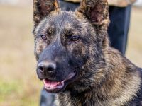 Batman, treuer Begleiter sucht Eure Stärke