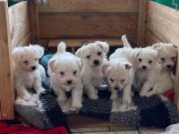 Havaneser-Malteser Welpen gechippt, entwurmt, geimpft