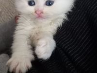 Main Coon Perser mix