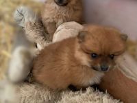 Pomeranian Zwergspitz Welpen :)