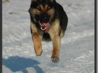 Schäferhündin, 7 Jahre alt