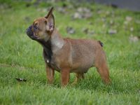Französische bulldogge welpe