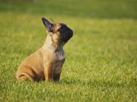 Französische Bulldogge Welpe