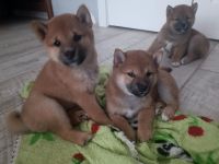 3 Shiba Inu Welpen zum reservieren vom Champion