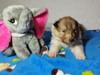 Langhaar Collie Welpen v VDH Züchter Ahnentafel