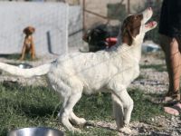 Triggie - Junghund ca 55cm, 20kg, Jagdhundmix