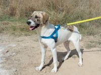 Aidan suchen ein Zuhause, Mischling, geb.11-2022