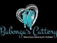 Babonga's Maine Coon Zucht
