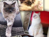 Ragdoll Birma Kitten