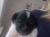 Jack Russell Terrier Mix Welpen
