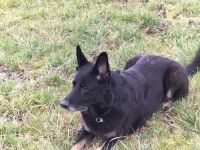 Deutsche Schäferhund Welpen