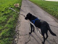 Labradormix dringend abzugeben