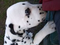 Update: Freya sucht ihre neue spezielle Familie- ab sofort abzugeben (mit Papieren, DVD/VDH/FCI)