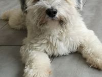 Erfahrener Deckrüde Havaneser - KEIN VERKAUF