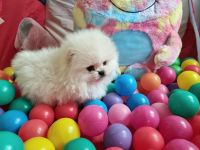 Pomeranian Zwergspitz Wrlpen mit Stammbaum