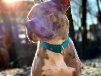 Kenzo sucht dringend neue Zuhause