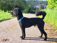 Deckrüde KLEINPUDEL Grosspudel schwarz, apricot Farben, WR-Höhe 47cm