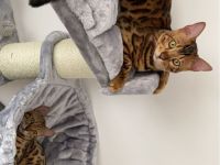 Bengal Katzen ( Er & Sie )