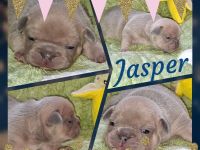 Biete Französische Bulldoggen Welpen