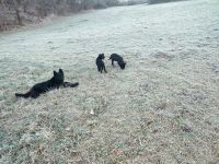 2 Mädels suchen noch