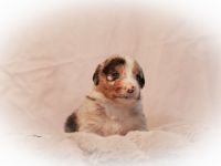 Australian Shepherd Welpen