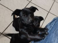 Zauberhafte, liebe Mischlingswelpen