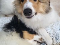 Wunderschöne Langhaar-Collie-Welpen sind abgabebereit