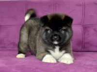 American akita welpen