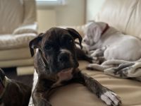 2 liebevolle Boxerwelpen suchen neues Zuhause