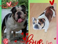 Wurfankündigung reinrassige englische Bulldoggen