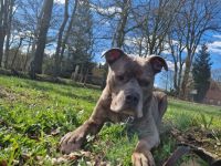 Puschel sucht dringend neues Zuhause!