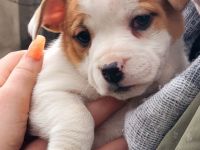 Französische Bulldoggen Mix Welpen