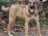 Goldstück Ralph sucht ein Zuhause