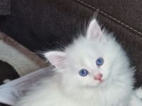Maine coon kitten