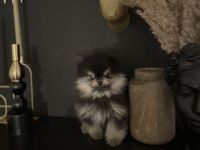 Zwergspitz Pomeranian Welpe