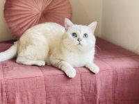 Reinrassige BKH kitten mit Stammbaum